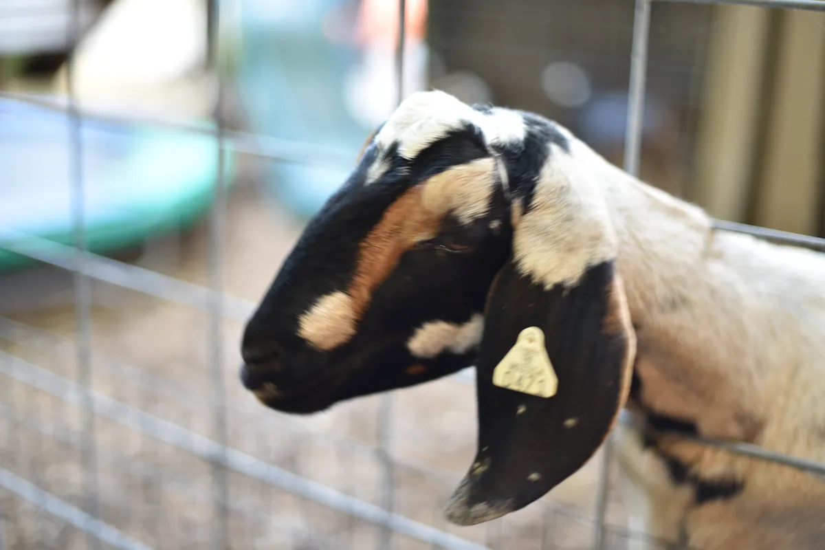 Children feeding friendly goats on the animal bridge at Bengtson's Pumpkin Farm in Homer Glen, Illinois