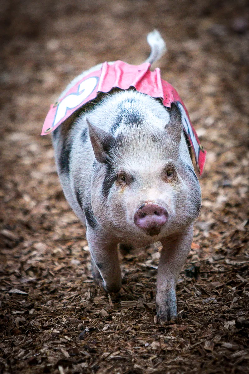 Swifty Swine live pig race sprint during autumn fall festival at Bengtson's Pumpkin Farm